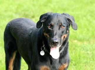beauceron ou berger de Beauce